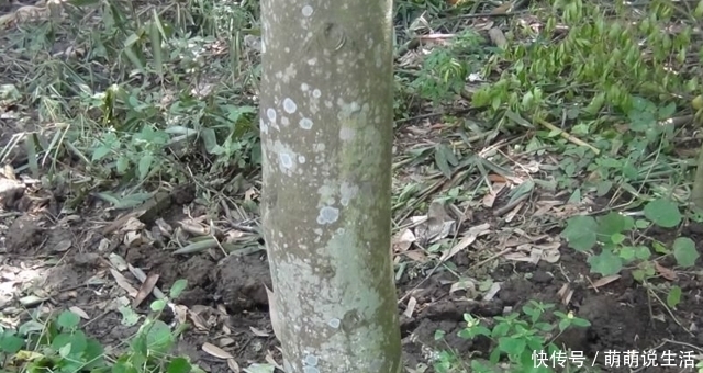 它被称为“一片万钱”，但数量稀少，农村若有遇见，请您保护