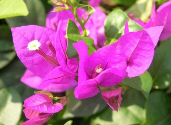  『寓意』这几款花卉花期长，寓意好花朵美，花开一簇一簇，花色美丽不费心