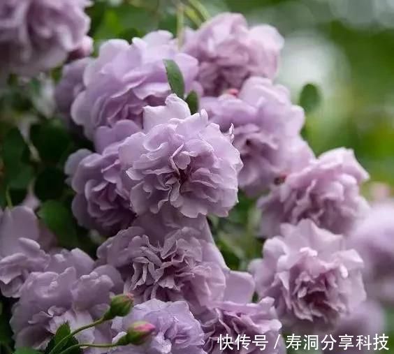  「品种」梦幻悠长，无法抗拒，月季的那抹蓝紫色美得清凉又高级！