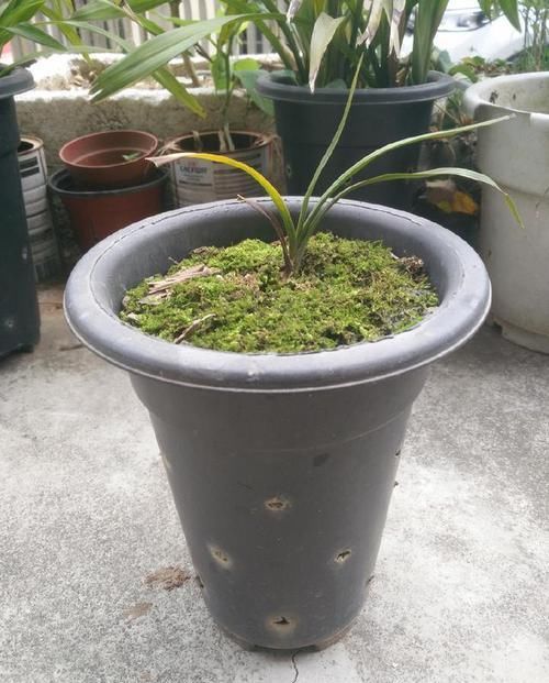  『盆土』怀疑人生了，养护一年的兰花总是僵苗不见长，脱盆以后发现小秘密