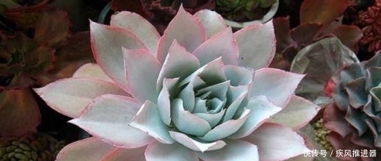  形似■喜欢多肉，不如养盆“石莲花”，叶片晶莹剔透，形似池中莲花，美