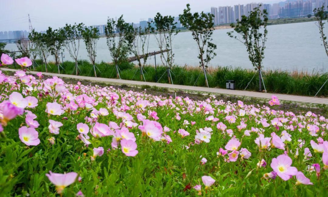  「月见草」美丽月见草，在月下展颜的一抹桃粉色