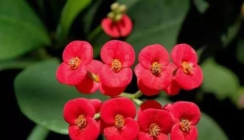 「室内」这些特耐旱的盆栽植物，养室内干旱几周都不会挂