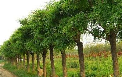 天渐渐冷起来了。 这个季节，乡村庭院里种植的观赏树是什么？