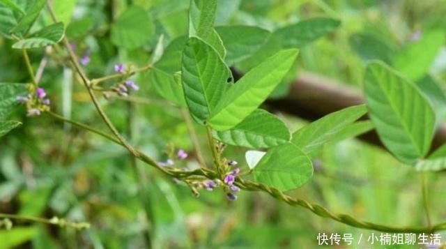  农民|农村随处可见的一杂草，农民恨不得将其除掉，原来是二级保