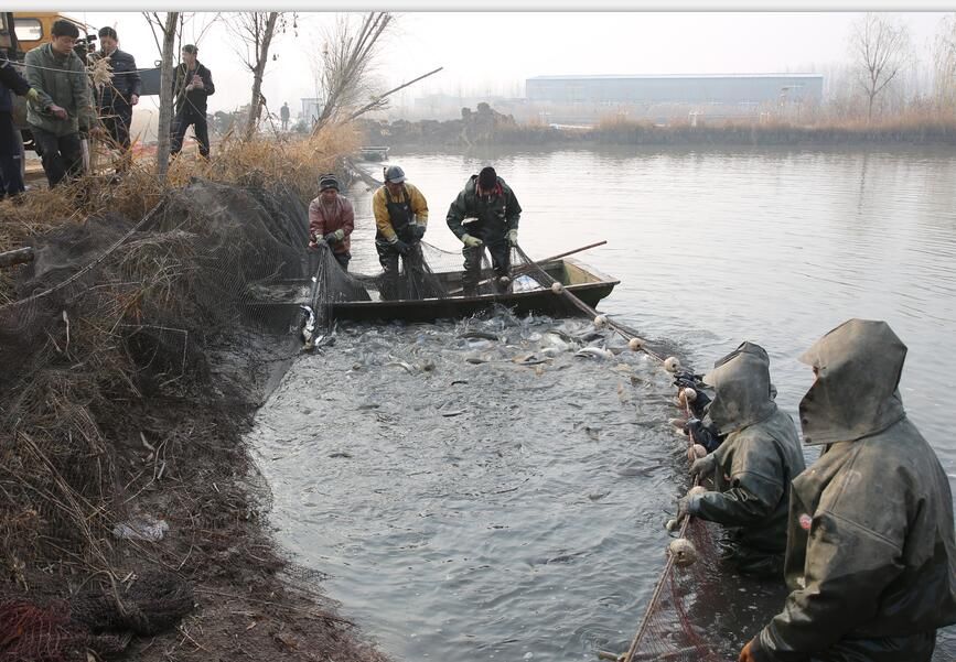  [陷地治理]收获各种鱼3万多公斤，王楼煤矿生态养殖大丰收