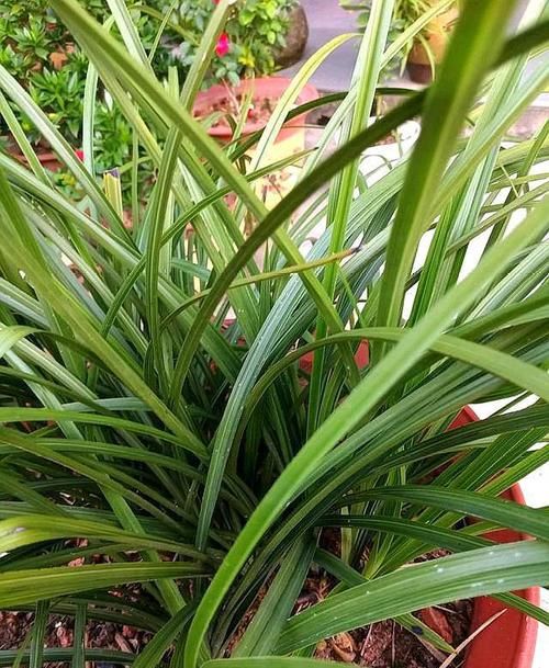  [新芽]给兰花叶面喷水，这几点做好，不烂心，新芽不断长，开花特别多