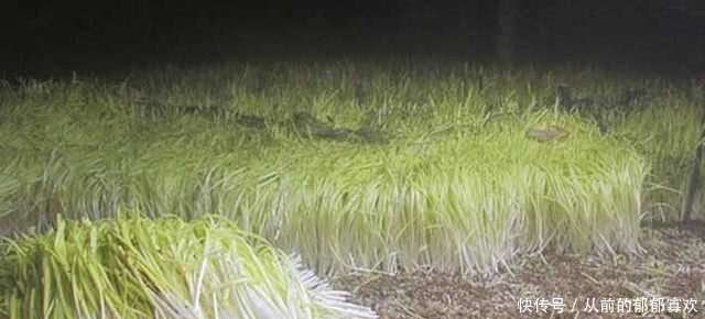 农民利用大棚种它，亩产2000斤，市价每斤十元