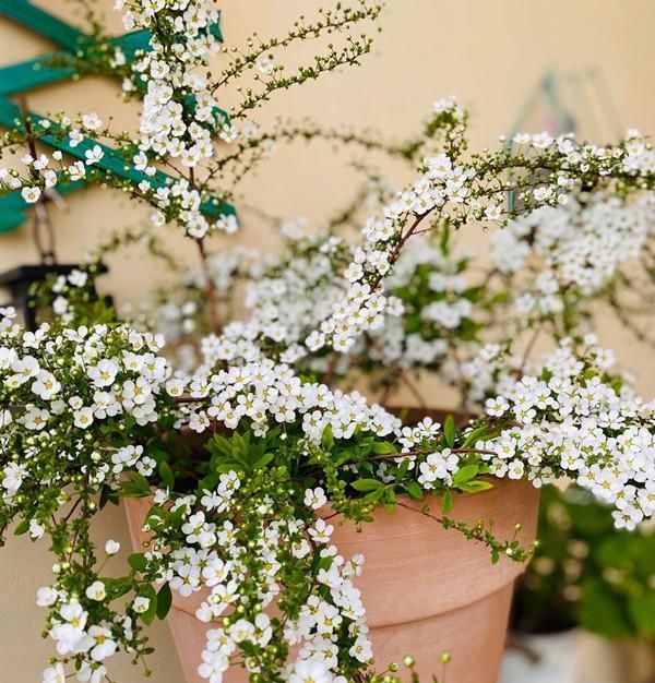  「植物」奇特植物之——喷雪花，繁花如白雪，耐寒耐热耐阴，南北方都在种