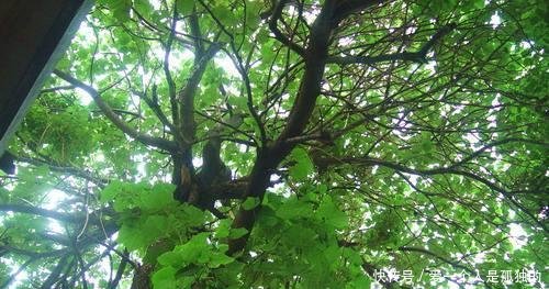 过去是农民的心头恨，如今却靠它发了财，亩产值高达28000元