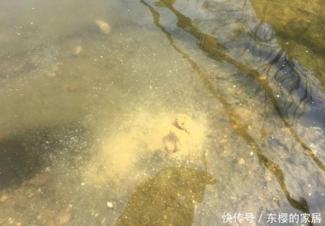  『举例』黑坑如何做窝：举例三种常见方法，分析各自优势及适用鱼情