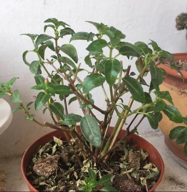  「图片作者」10种花，春天不能晒，躲屋里最安全！