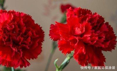 『喜欢』喜欢养护花卉,就选择花色艳,花期长,开花量繁多的3种花卉