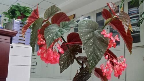  粉嫩■爱种花养草，就养护身符，花开粉嫩，雍容秀美，盆栽一株平安幸福