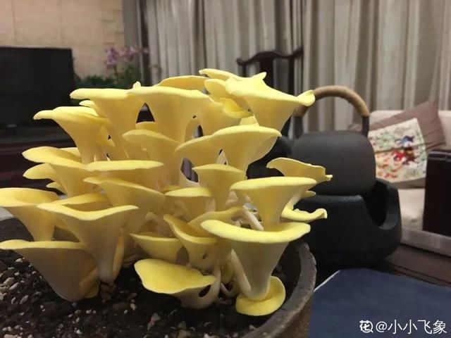 够吃■阳台养这10种菜，长得快、结果多，全家都够吃！