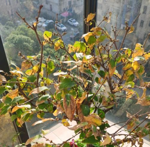  『利于开花』腊梅盆栽撸光叶子后，花苞晒太阳足了，开花满树金黄，更美更香了