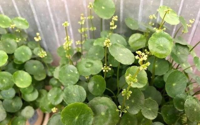  【再穷】3种“招财花”，再穷也要养1盆，日子越过越顺，开花“好兆头”