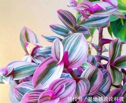  越养越■吊兰中的网红“油画婚礼”，颜值高，又好养，越养越喜欢