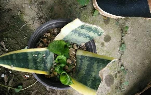  家里■这6种花,碰掉的叶片都能长出一盆,实在太好养,家里必须放一盆