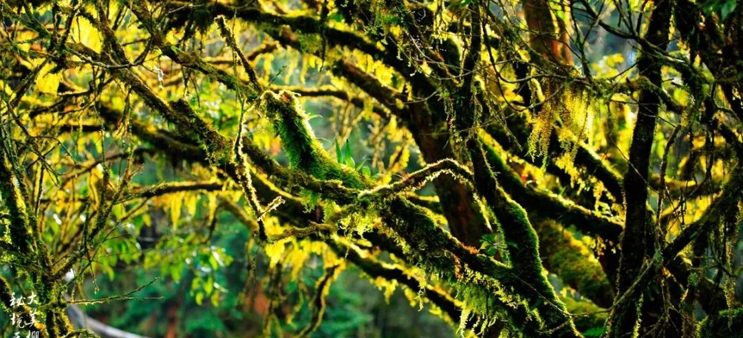 大美无量丨樱花谷的樱花又开了，未来20天，赏花正当时