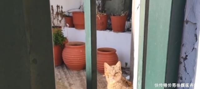 奶奶■瘦弱老猫流浪多年,因一碗剩饭而“隐居”村庄,每天凌晨叫醒奶奶
