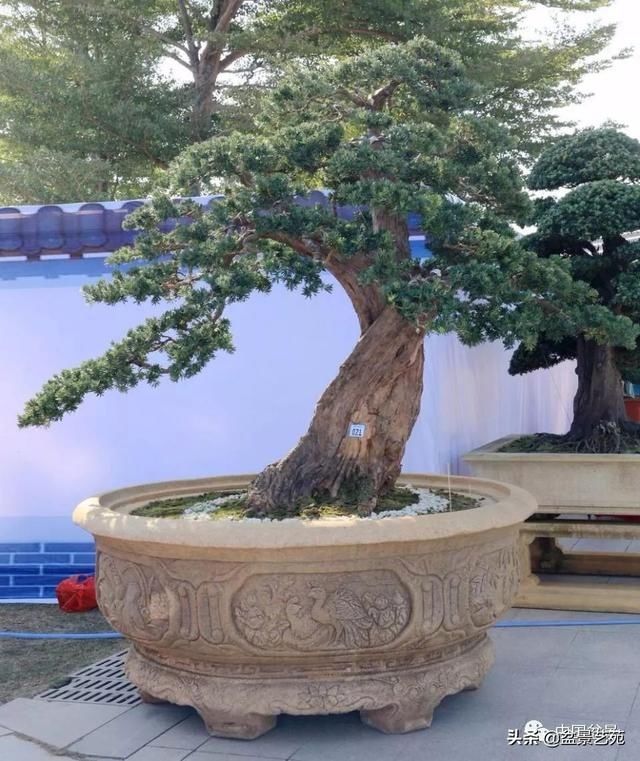  【银奖】北海盆景银奖作品欣赏