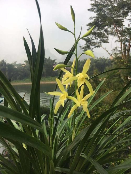「兰花」养兰花小心得,如何拯救兰花,不开花?做好4点就行啦