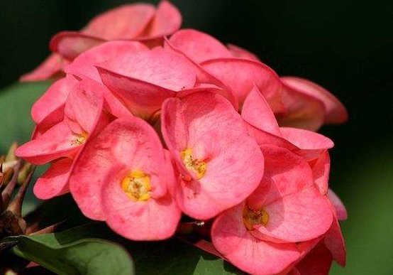  『打造』懒人在家适合养这些花，耐旱耐晒，随意扦插，轻松打造庭院小花园