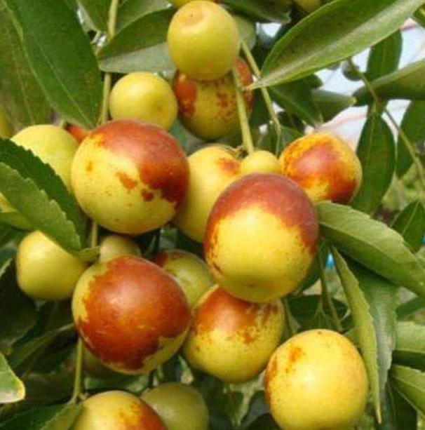 这5种“镇宅树”，家门口种一棵，枝繁叶茂，每年都开花结果！