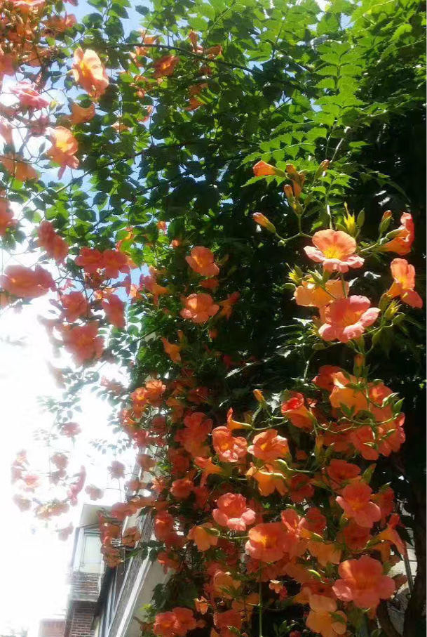 『行血』此花,有行血去瘀、凉血祛风的功效,也具观赏价值。