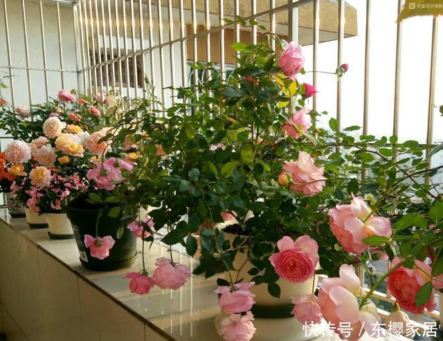 「只养」只养这1种花,就能打造绝美花园和阳台!月季品种和养护要点!