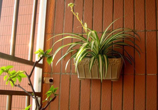 「长得」吊兰放在家中哪个位置?摆放在“3个地方”,一天一个样,长爆盆