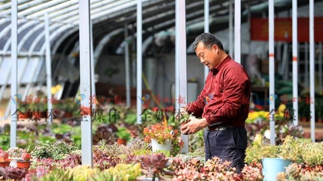  #淮北#淮北：多肉植物俏销春季花市