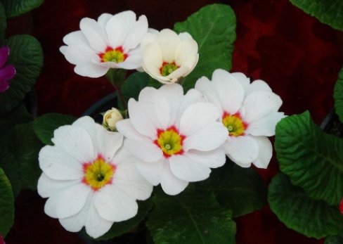  「薰衣草」这几款花卉，养在客厅，养眼又养生，开花轻松爆盆，花朵清新淡雅