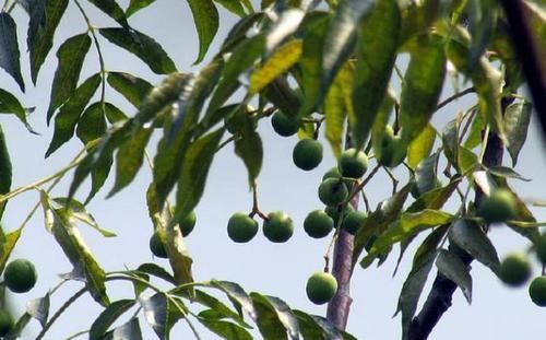  「特长」它本是绿化树“头牌”，却因起特长被淘汰，如今农村都不多见