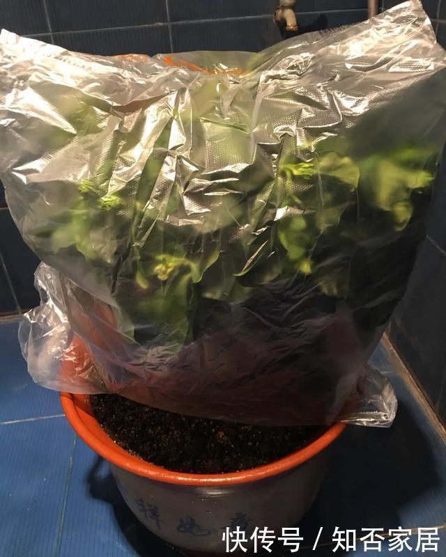 「怕乱」5种花就怕乱浇水,浇得越多,死的越快