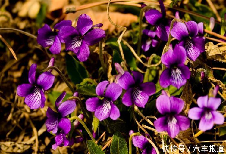 农村常见的一种紫色草，农民当成杂草，如今一斤能卖30元！