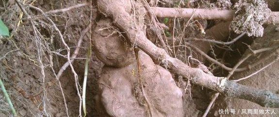 农民挖出这样的“树根”！专家说卖了够农民一家吃喝不愁一辈子