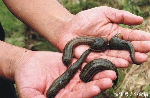 农民兄弟注意了: 在农村的这8种养殖骗局, 又活跃了起来 , 已有不