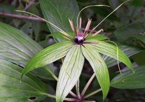  「随处可见」随处可见的“野草”，被称为“七叶莲”，看到也别拔，太珍贵！