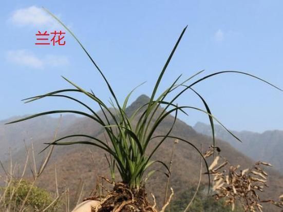  『根部』兰花和麦冬、菖蒲有啥不一样？