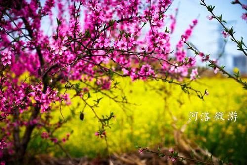  『杏花』杏花落去桃花红，五龙沟村花不断