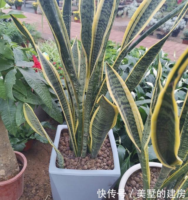  发软|室内养虎尾兰，叶子发软、暗淡无光，需加强4个方面的养护