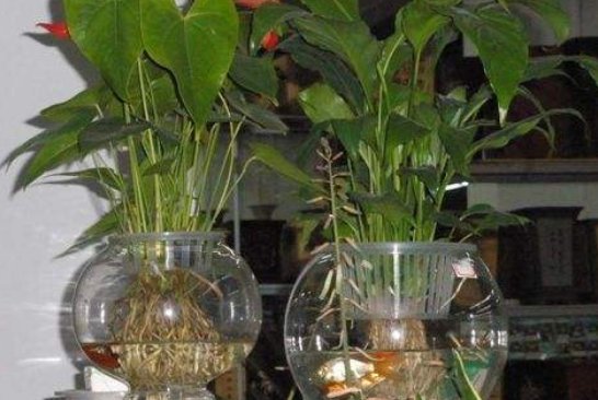  「烂根现象」乡间趣事！水培植物易烂根？做好这“4点”，根系嗖嗖长，叶片绿油油
