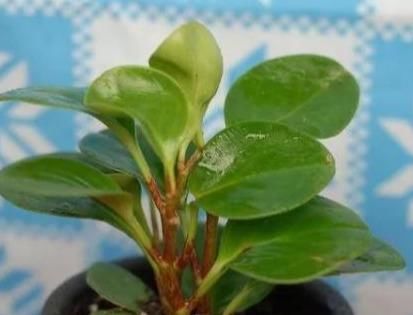 找到|豆瓣绿叶子不是有黑点就是黄叶,原因终于找到了!护根护叶有绝招