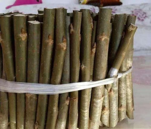  『快速』富贵竹水培没那么简单，想快速生根开花，这些技巧一定要记牢！