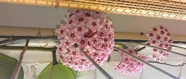  漂亮@这两种花，一节枝条能种活，耐阴耐寒，开花多又漂亮，爬藤满阳台