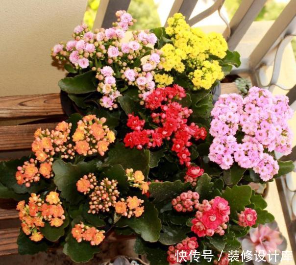  不妨就去养@这“3种”植物，回家养1盆，哪怕天再“冷”，叶片、花朵也旺盛！