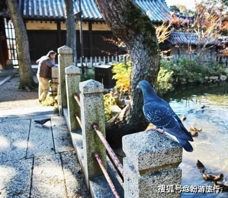  「祈福的灯笼」DAY2日本深度自由行之大阪都门奈良城崎旅行日记