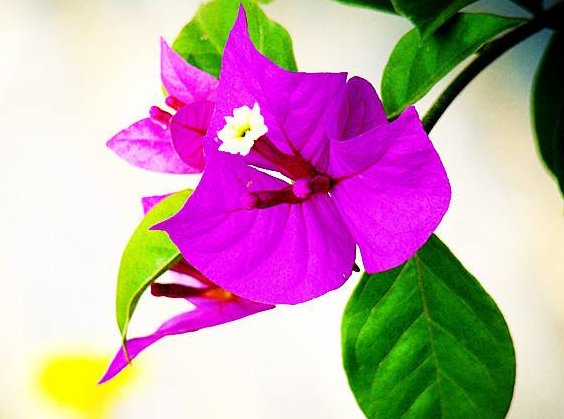  【柔美】阳台养这些植物，花色柔美，持续开花，懒人超爱养，花朵艳丽柔美